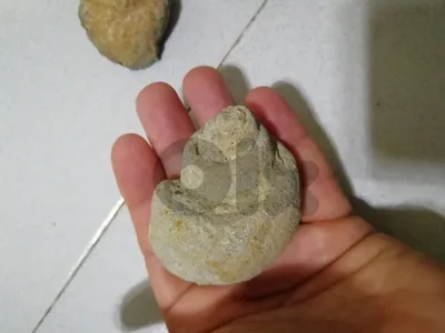 متحجرات حلزونية