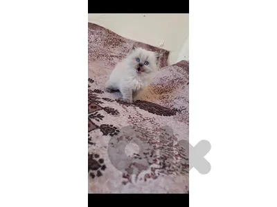 hemalaya kitten for sale
