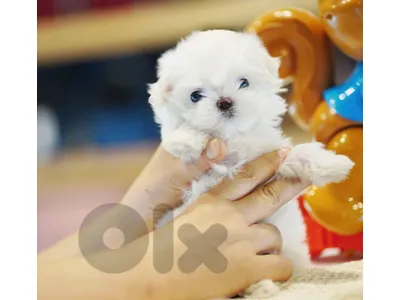 BICHON Maltese MALTIPOO POODLE availabe SPECIAL PRICES!!