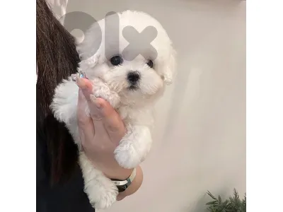 BICHON maltese MALTIPOO POODLE AVAILABE SPECIAL OFFERS!!!