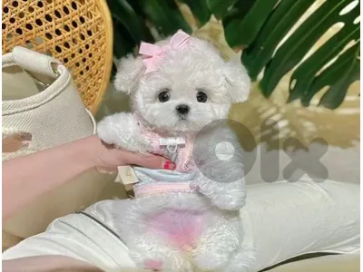 BICHON maltese MALTIPOO POODLE AVAILABE SPECIAL OFFERS!!!