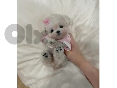 BICHON MALTESE MALTIPOO & POODLE Special offers!!!