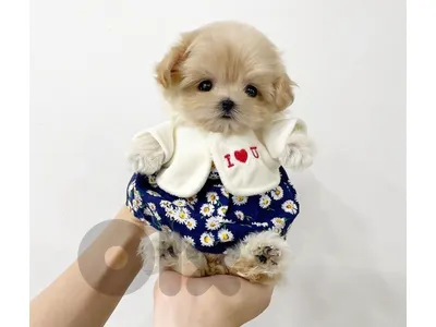 BICHON MALTESE MALTIPOO & POODLE Special offers!!!