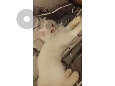 بيروت