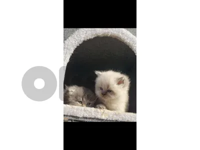 hemalaya kitten for sale