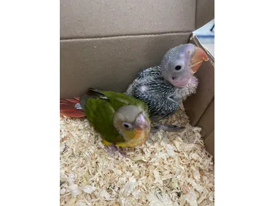 pineapple conure كنيور Alexandrine parrot دره نيبالي
