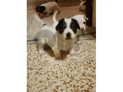 dog for sale