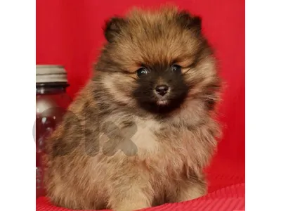 pomeranian teacup