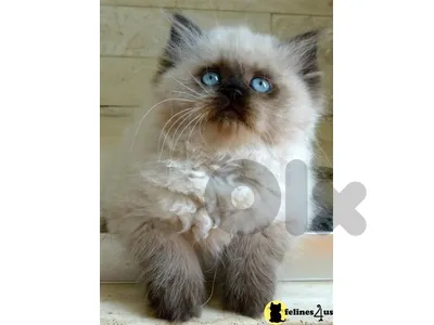 Persian himalayan very high quality