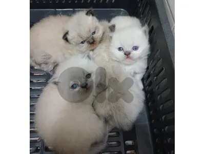 Himalayan kitten- قطط هيمالاي