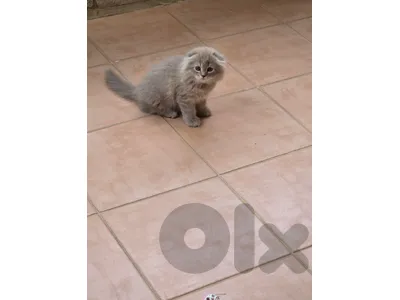 cute kittens
