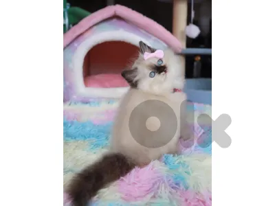 HIMALAYAN CATS AND MORE AVAILABE SPECIAL OFFERS !!!