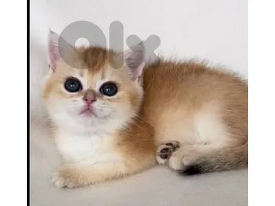 golden chinchella
