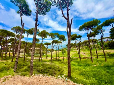 Prime Land for Sale in Bolonia in Prime Location