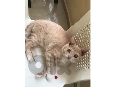 ginger kitten