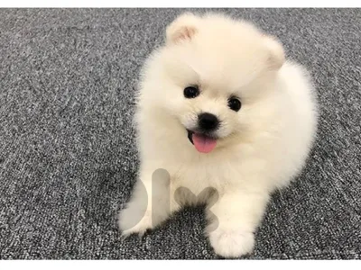 Pomeranian