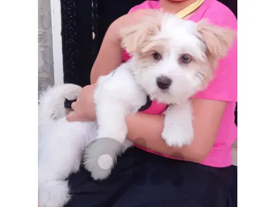 female 4 months old puppy