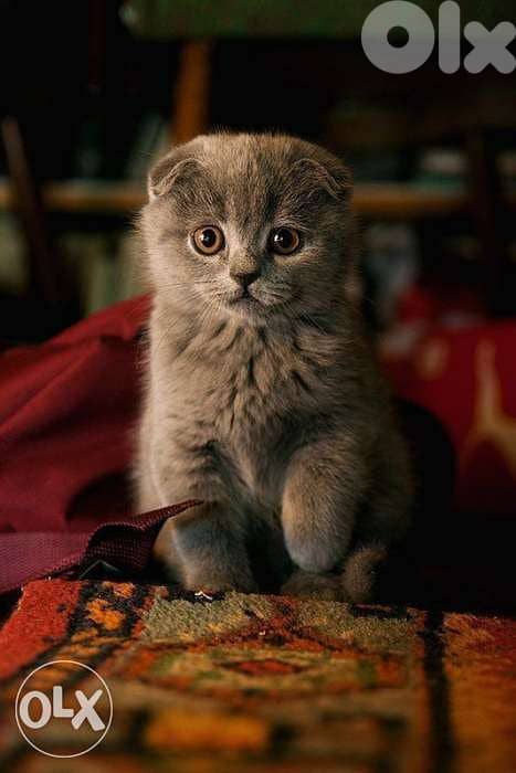 Scottish Fold Cutie Baby Kittens 0