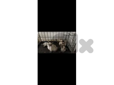 Siamese cat. (Male and Female)