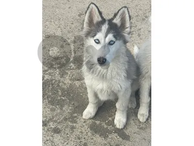 siberian husky