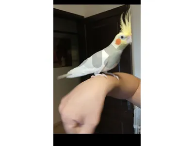 كروان  مميز