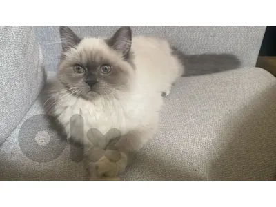 Ragdoll mix