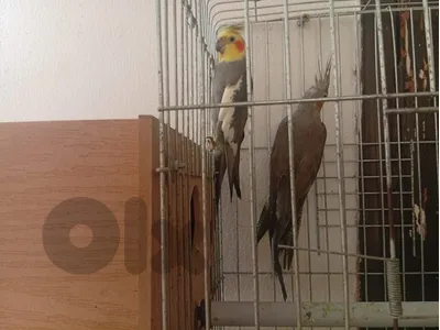 🦜 للبيع زوج كوكاتيل (عدد 2)