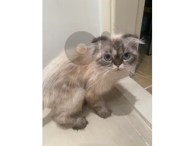 lovely female cat (mix scottish fold and ragdoll)