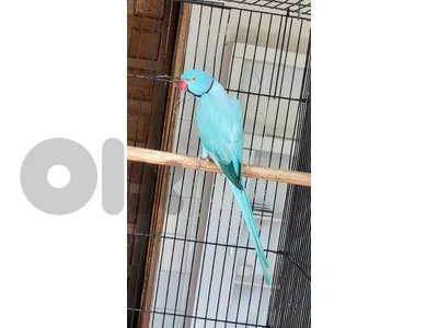زوج درة ازرق تركواز بيعطي ٢ تركواز ٢ ابيض azul ring neck