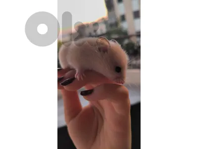 Baby Syrian Hamsters for sale