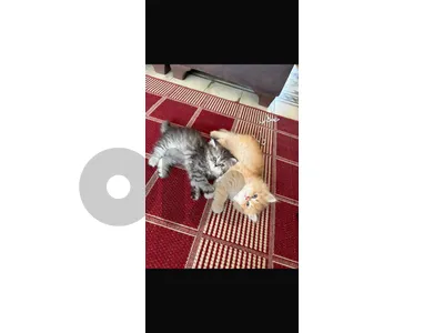 Female&male