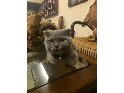 Female Cat Scottish Fold