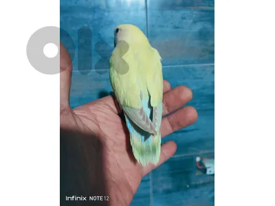 rose birds / parrot