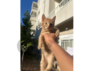 small cat super clean