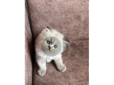 Kittens for sale