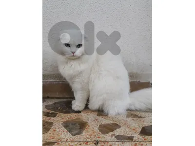 للبيع