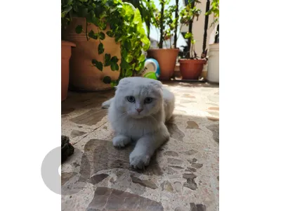 مطلوووب عريس