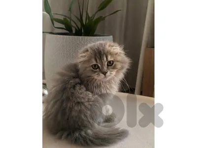Scottish Fold