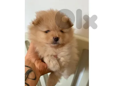 Small Spitz puppy