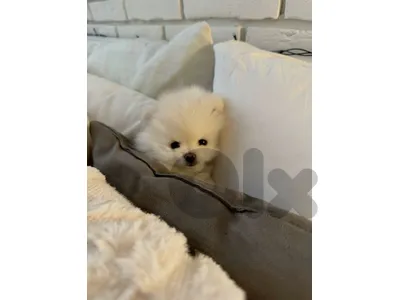 pomeranian spitz cream