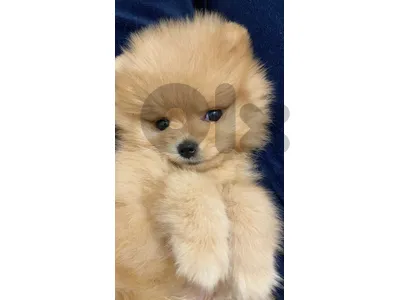 pomeranian spitz gold