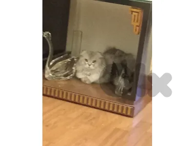 cat male persian silver