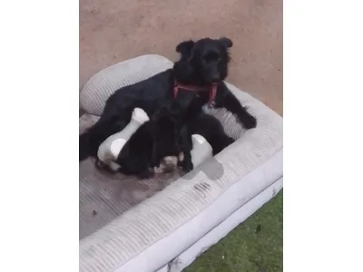 puppies