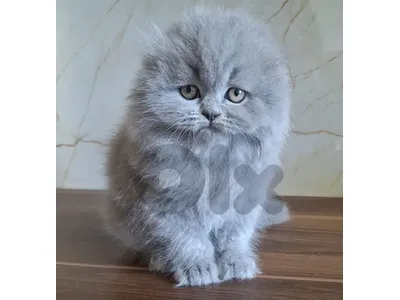 Scottish Fold