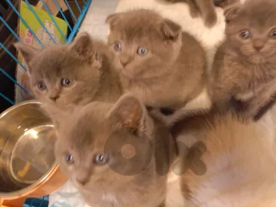 scotch fold kittens and british