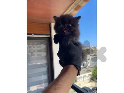 choclate kittens