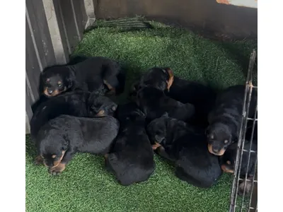 🐾 Purebred Rottweiler Puppies for Sale 🐾
