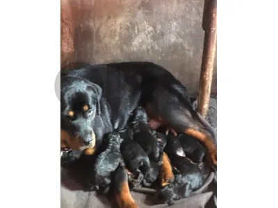 🐾 Purebred Rottweiler Puppies for Sale 🐾