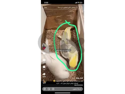 مطلوب فرخ كروان تزقيم متل لمحوق عليه