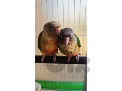 Conure Parrots - ببغاءات الكنيور
